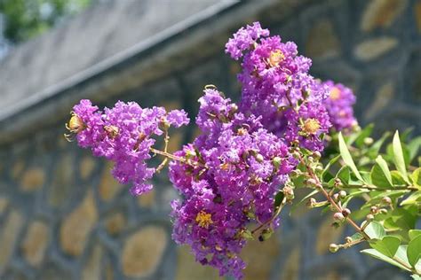 紫薇花種植方法 屬猴的貴人